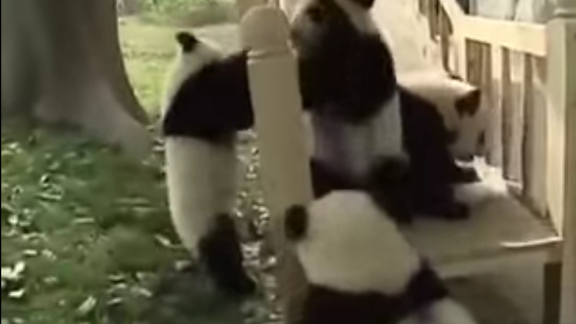 I cuccioli di panda scoprono lo scivolo… e si divertono moltissimo: guarda il video!