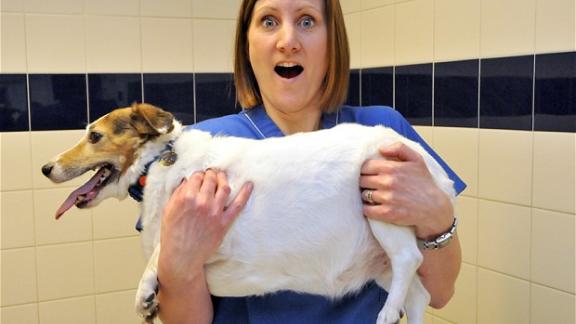 Sfida nel Regno Unito per aiutare gli animali a perdere peso
