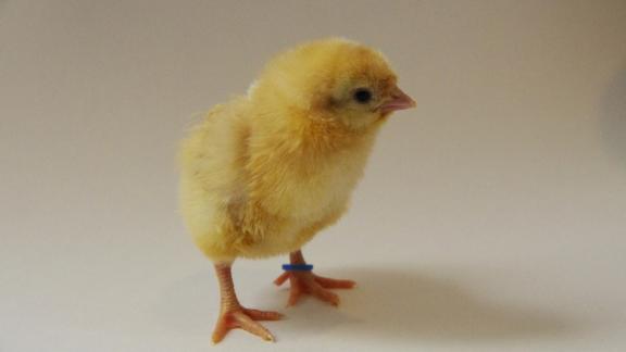 Lussemburgo, carcere per chi maltratta gli animali