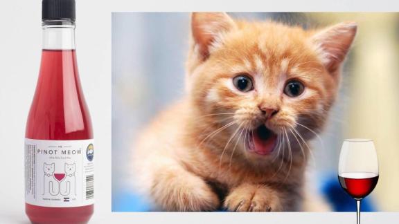 È arrivato il vino per gatti