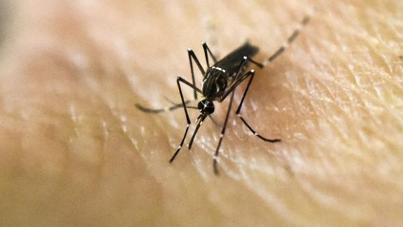 Trappola infallibile per zanzare