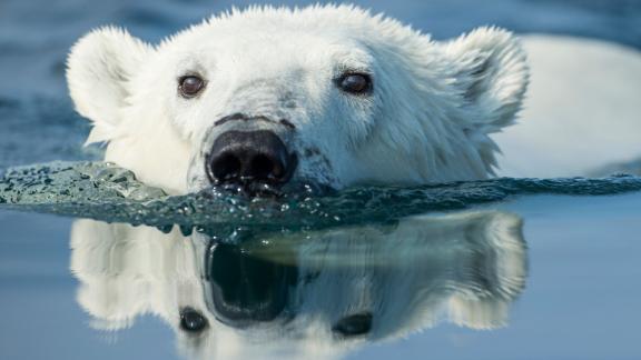 L’orso più triste del mondo che sta facendo indignare il popolo del web