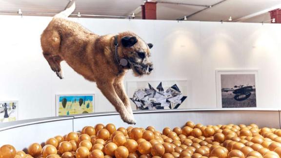 Londra ha inaugurato la prima mostra per cani