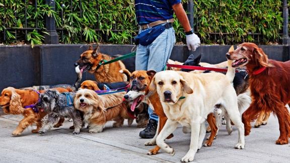 Cani. il vademecum del Ministero per padroni e dog sitter