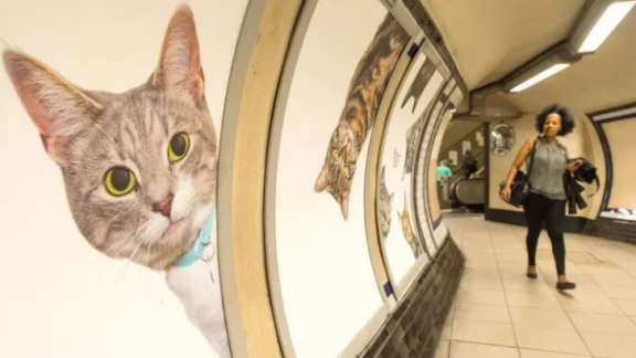 Gatti al posto dei cartelloni pubblicitari. Succede a Londra