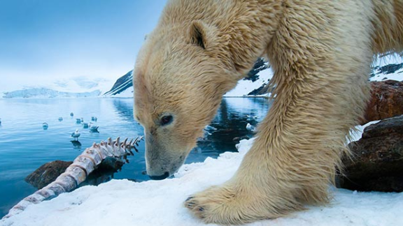 Ostaggi degli orsi polari. Ricercatori russi bloccati su un'isola dell'Artico