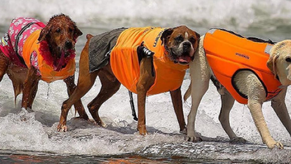 Cani in surf. In California tutti pazzi per il "Surf City Surf Dog"  