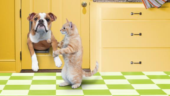 A New York gli animali domestici saranno sepolti vicino ai loro padroni
