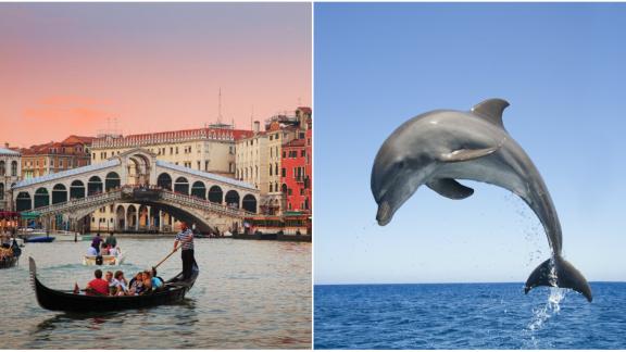 Un delfino a Venezia