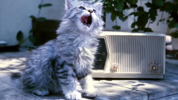 Sapevi che i gatti amano la musica? Ecco quale!