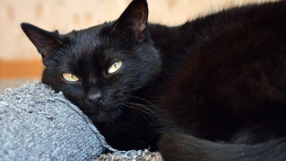 Gatto Nero Day. Oggi è la giornata dedicata ai gatti neri italiani