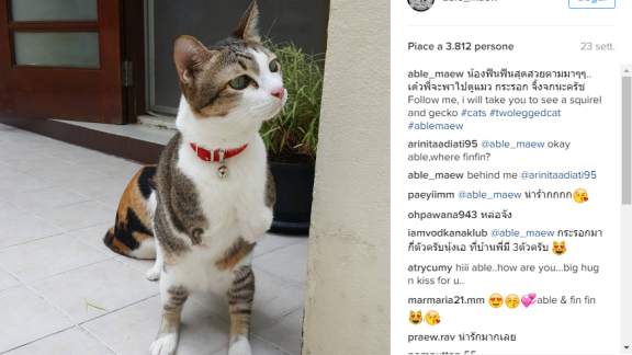 Able. L'abilità del gattino con due zampe
