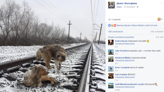 Amore a quattro zampe. Il cane protegge la compagna ferita durante il passaggio del treno
