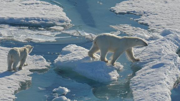 Cuccioli di orsi polari in pericolo, il latte materno è alterato a causa dell'inquinamento ambientale