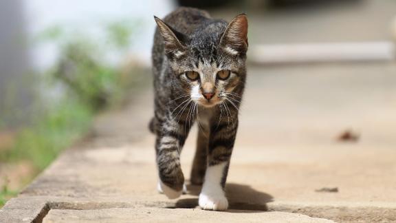 Gatto "disperso" in Maremma torna a casa dopo 2 anni... a 140 Km di distanza