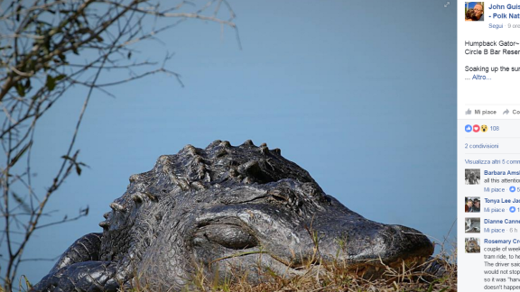 Un alligatore gigante a spasso nel parco. La sorpresa in Florida