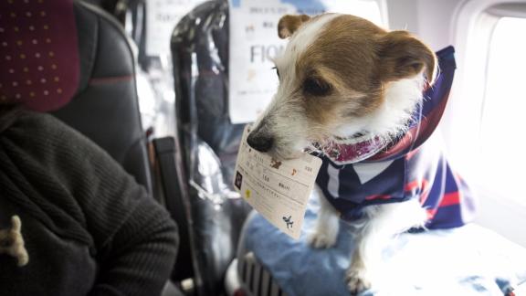 Cani in cabina con i padroni. In Giappone il primo volo per cani