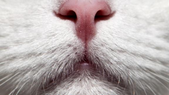 Buona Festa del Gatto! 