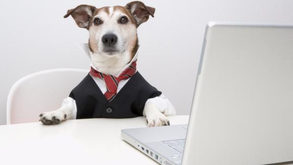 Cani e gatti in ufficio per lavorare meglio
