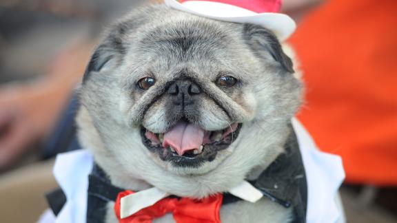Il giorno del matrimonio in compagnia del proprio cane, ecco la startup