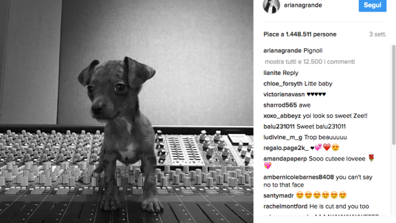 Il nuovo cucciolo di Ariana Grande fa impazzire il web