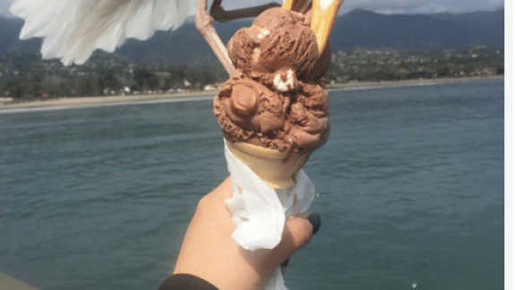 L'incredibile foto del gabbiano ghiotto di gelato che ha fatto il giro del web