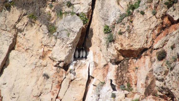 I cormorani col ciuffo