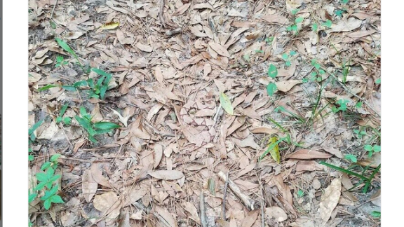 E voi riuscite a vedere il serpente?