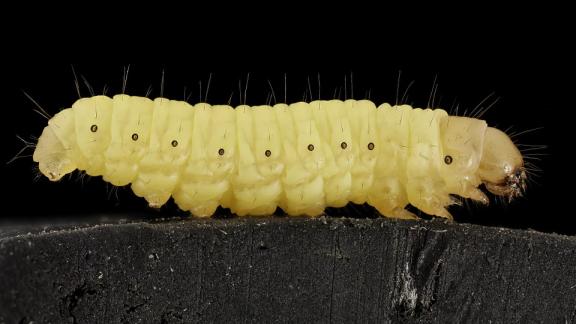 Rifiuti addio: scoperta larva che mangia la plastica