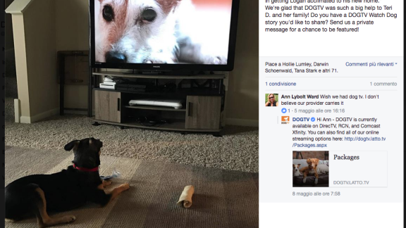 Il tuo cane è solo in casa? Può vedere DogTV. No, non è uno scherzo...