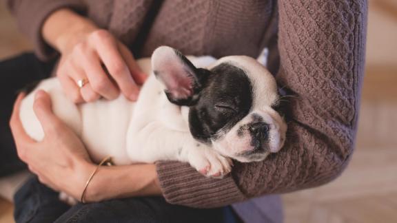 Soffrite di stress? Provate a risolvere con un animale domestico