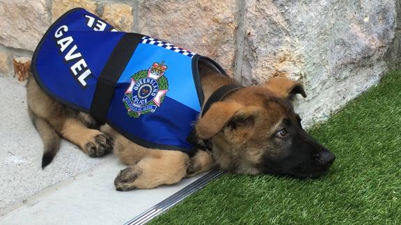 Cane poliziotto licenziato: troppo tenero coi criminali