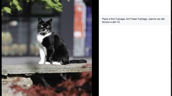 E ora il gatto dell'Università di Edimburgo diventa protagonista di un libro