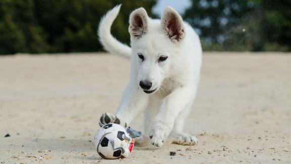 I cani in spiaggia fanno bene ai bambini! 