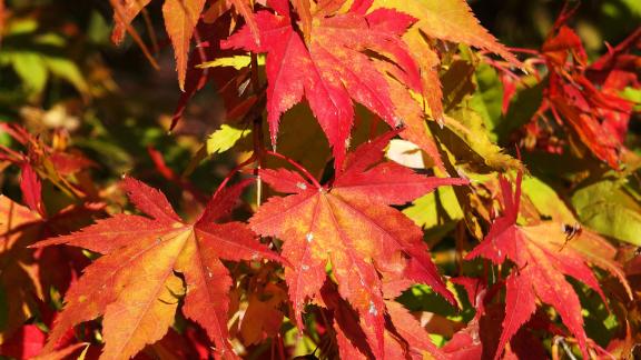 Ma quando inizia quest'anno l'autunno? Ecco la risposta