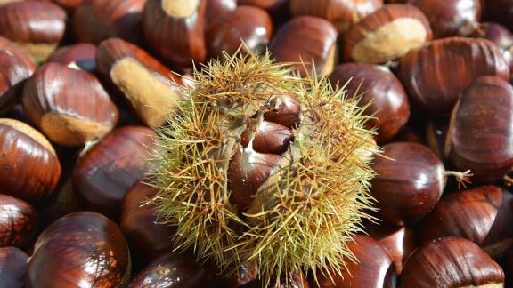 Le castagne