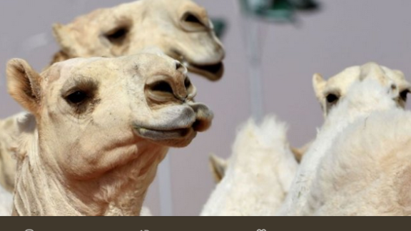 Ma.. quel cammello ha fatto il botox! L'incredibile storia di un concorso di bellezza