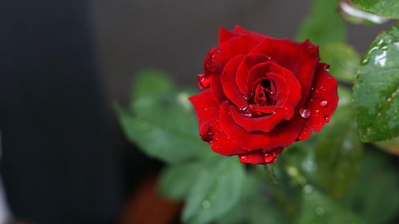 San Valentino: il fiore giusto per il messaggio giusto, ecco tutti i significati