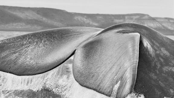 Sebastião Salgado: Genesi. RMC è radio ufficiale