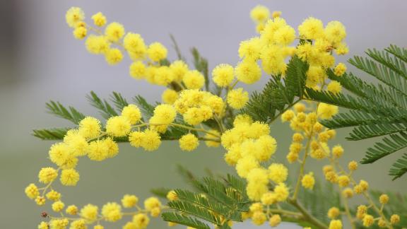 8 marzo in tavola: ecco come preparare piatti squisiti con la mimosa