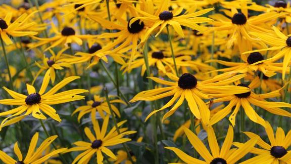 Un rimedio fai da te a base di arnica 