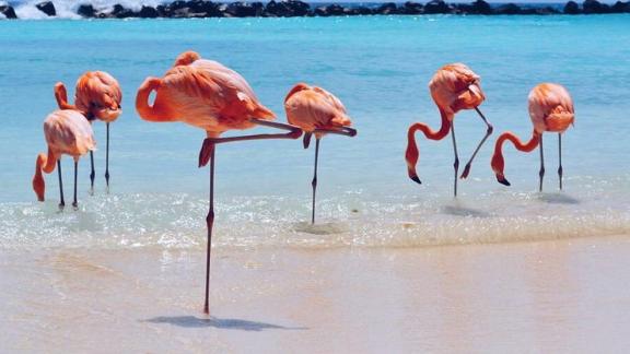 In spiaggia con i fenicotteri! Ai Caraibi è possibile