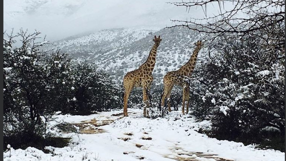 Avete mai visto una giraffa nella neve?
