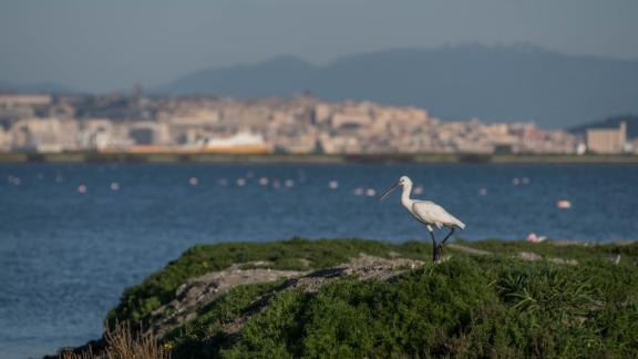 La Riapertura dei Beni FAI - Saline Conti Vecchi (CA)