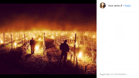 Candele antigelo tra i vigneti dell'Alto Adige. Il freddo anomalo mette a rischio il raccolto