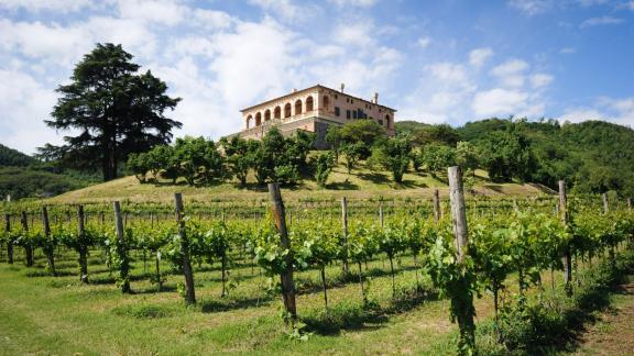 Oltre il paesaggio: le erbe dei Colli Euganei 