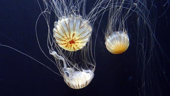 Attenzione alle meduse: ucciderle è reato
