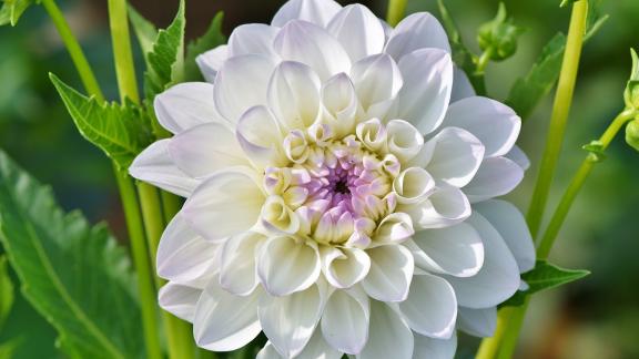 Una Dalia spuntata nel Giardino di Boboli diventa simbolo di rinascita