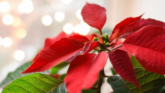 Meravigliosa Stella di Natale... origine e storia di questa usanza senza tempo