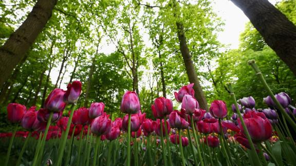 Garden Tourism:  alla scoperta dei tesori verdi in  Italia e in Europa